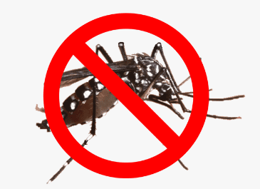 Understanding Dengue: Symptoms, Prevention, and Treatment